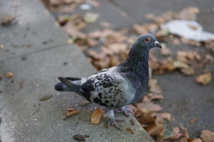 Nahaufnahme einer Taube auf dem Asphalt mit Herbstlaub, die seitlich in die Kamera schaut.